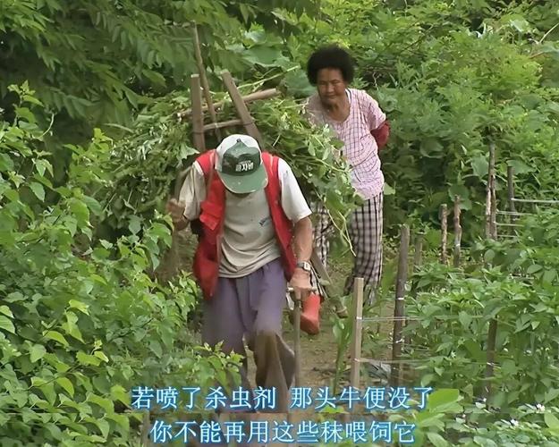 这群年轻人为什么老在田里数虫子?