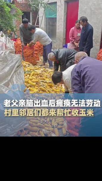 农民突发脑溢血 上百村民帮忙收玉米