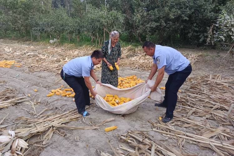 农民突发脑溢血 上百村民帮忙收玉米