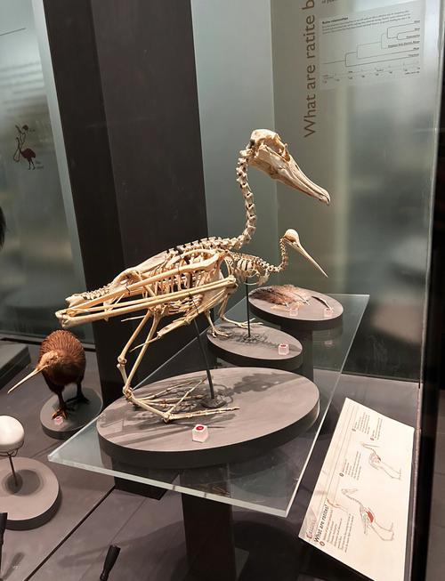 美国加州奥克兰博物馆遭大规模盗窃