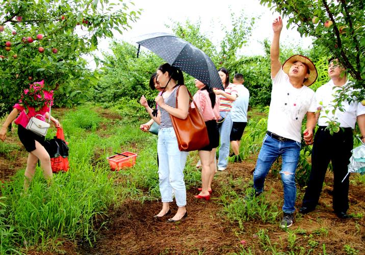 网吧老板返乡 成杏园农场主