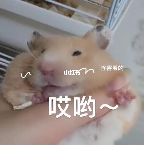 鼠鼠我啊要上天了