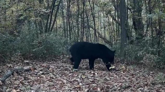 日本熊灾现场有明显吃人痕迹