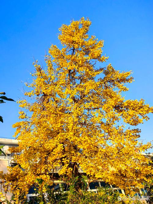 错过再等1年!全国银杏观赏地图来了