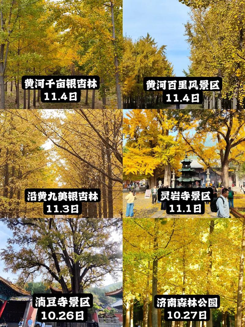 错过再等1年!全国银杏观赏地图来了
