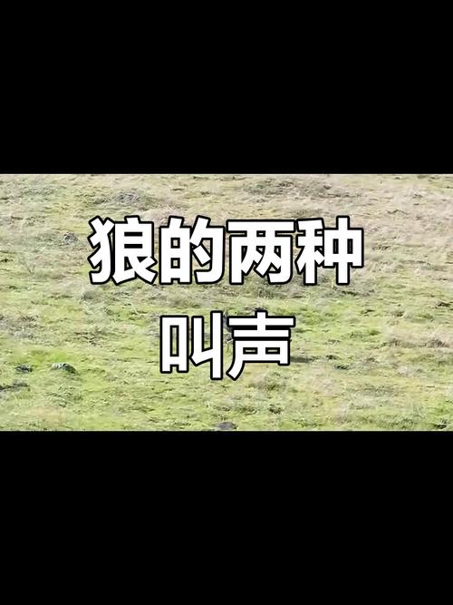 双鸭山尖山区回应“野狼出现”传闻