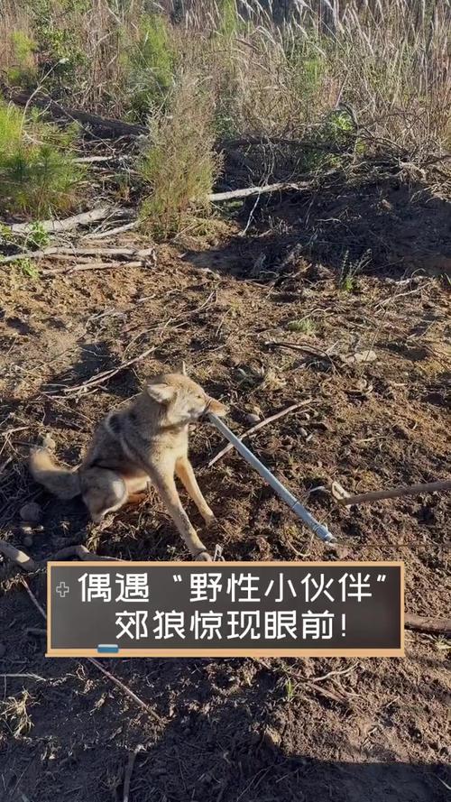 双鸭山尖山区回应“野狼出现”传闻