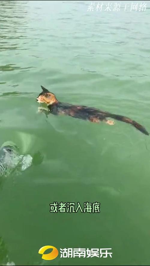 水库放生猫 这哪里是“善”