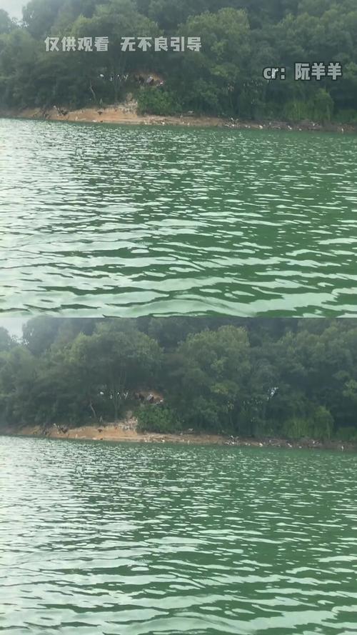 水库放生猫 这哪里是“善”