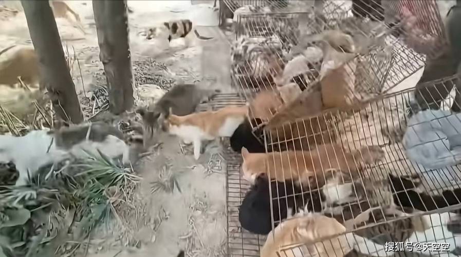 水库放生猫 这哪里是“善”