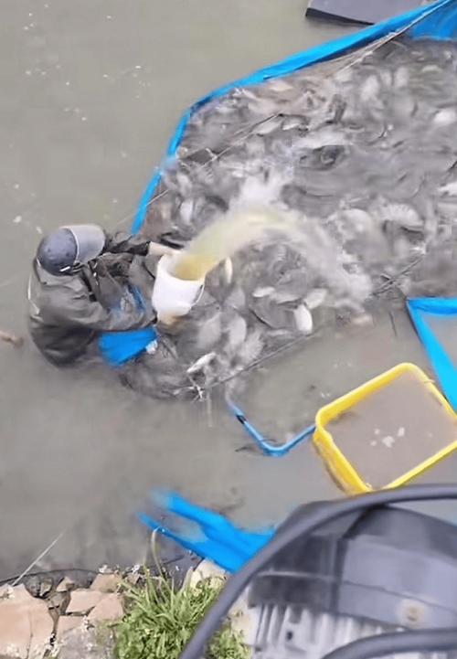 水产市场“麻醉鱼”调查