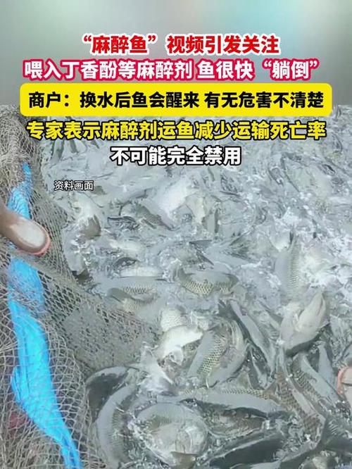 水产市场“麻醉鱼”调查