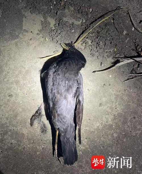 男子每天下班弹弓打鸟 涉刑事犯罪