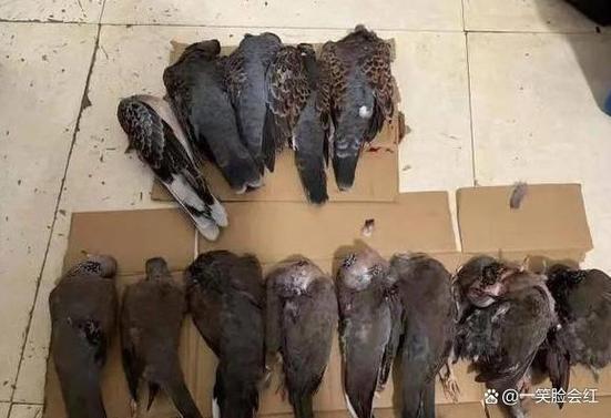 男子每天下班弹弓打鸟 涉刑事犯罪