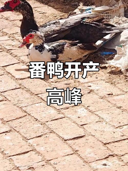 鸭子大军下地成“开荒冠军”