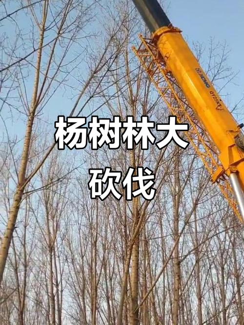 农户种300亩杨树被禁止砍伐