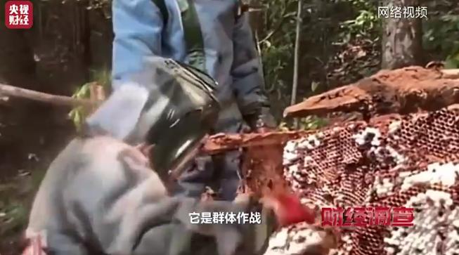 央视曝光6666元包教包会养杀人蜂