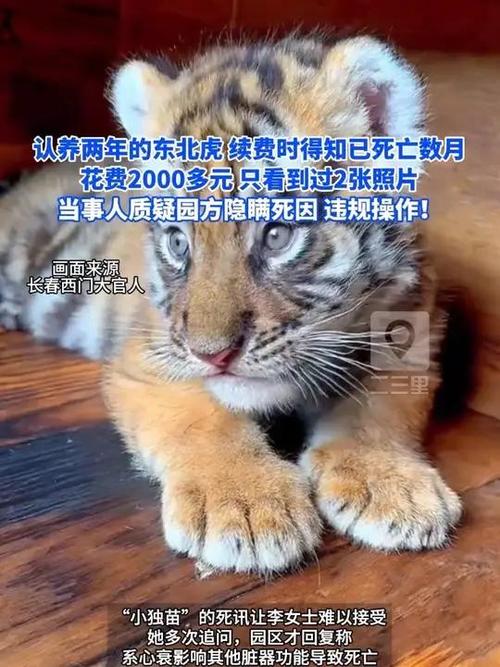 认养2年东北虎心衰死亡 林草局回应