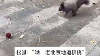 大爷拿文玩核桃逗松鼠被叼走