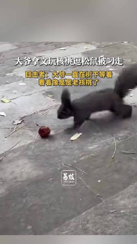 大爷拿文玩核桃逗松鼠被叼走