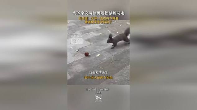 大爷拿文玩核桃逗松鼠被叼走