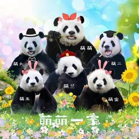熊猫“奶爸奶妈”有专属职称了