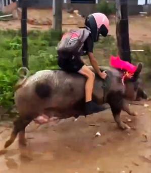 骑猪的抖音短视频怎么制作