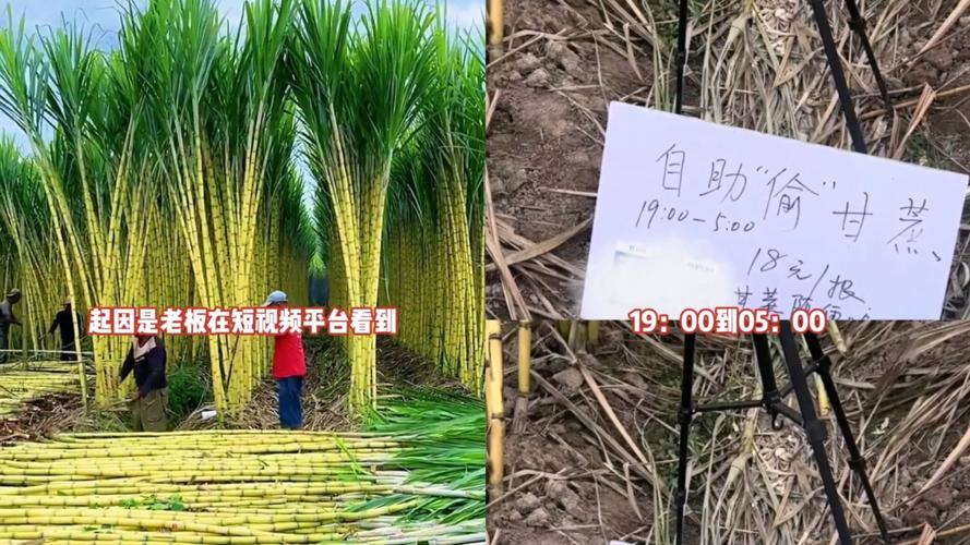自助偷甘蔗农场爆火后老板真没招了