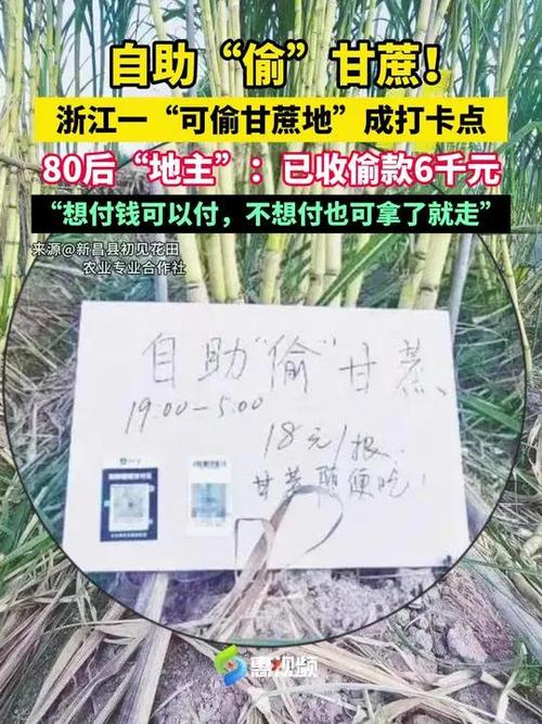 自助偷甘蔗农场爆火后老板真没招了