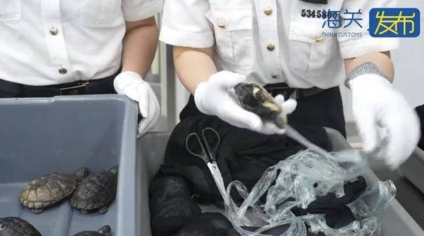 海关在一女子裙内查获229条活鱼