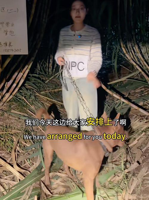 “偷甘蔗”农场新规：被逮到表演才艺