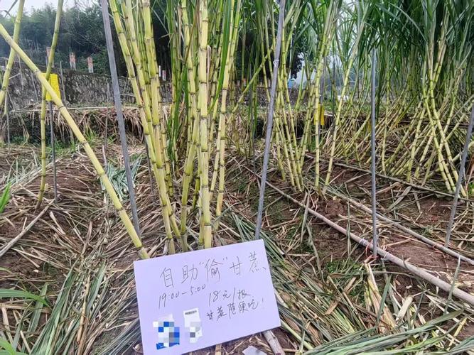 “偷甘蔗”农场新规：被逮到表演才艺
