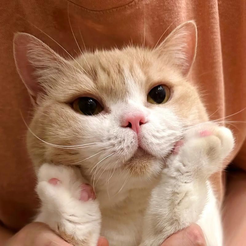猫的头像抖音短视频怎么制作