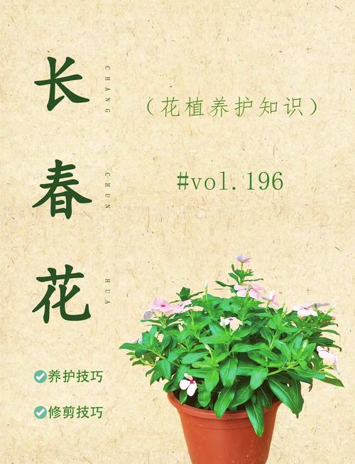 四季花的短视频怎么制作