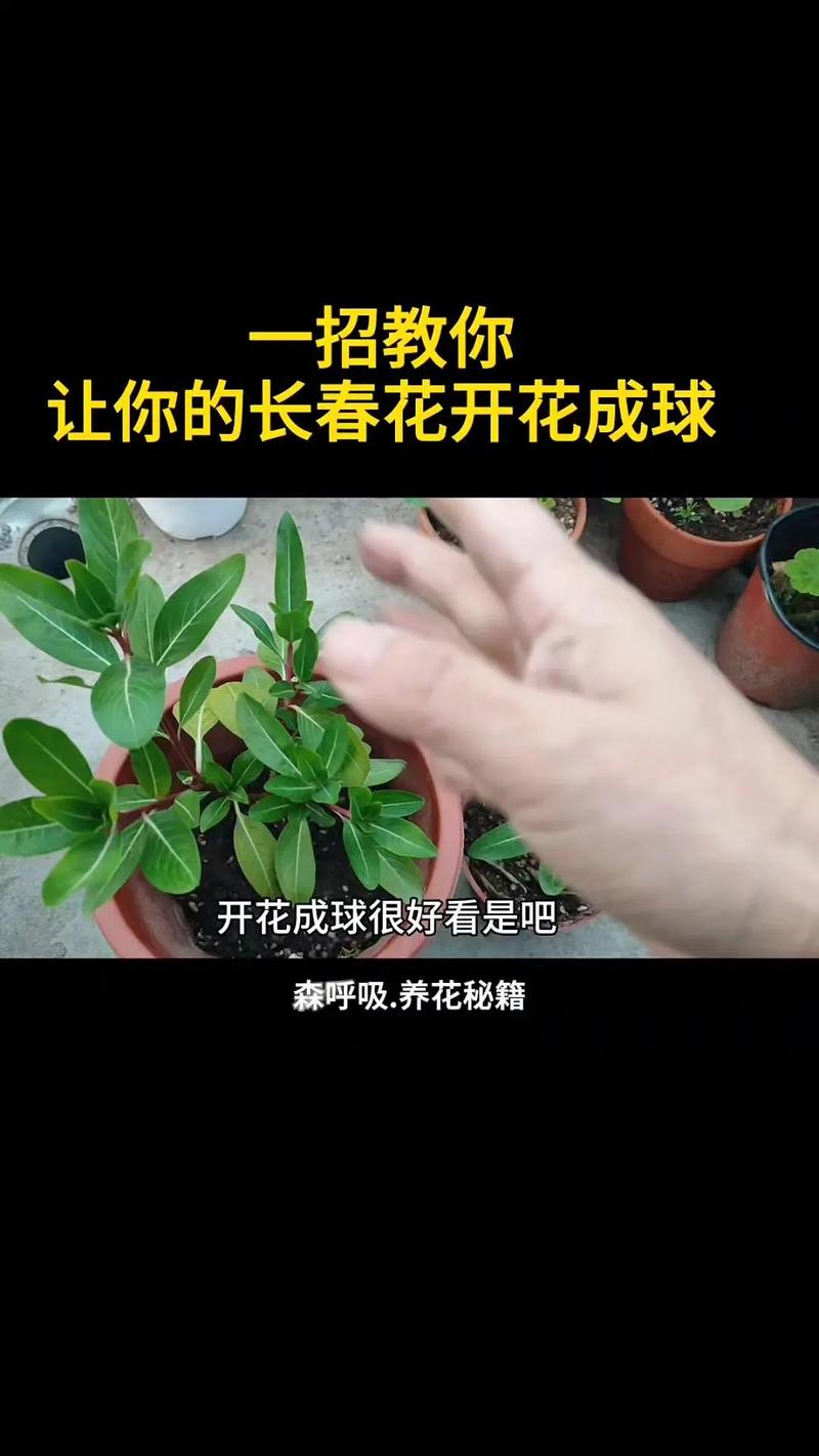 四季花的短视频怎么制作